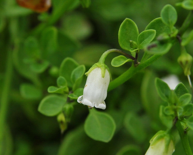 Salpichroa origanifolia - Salpicroa